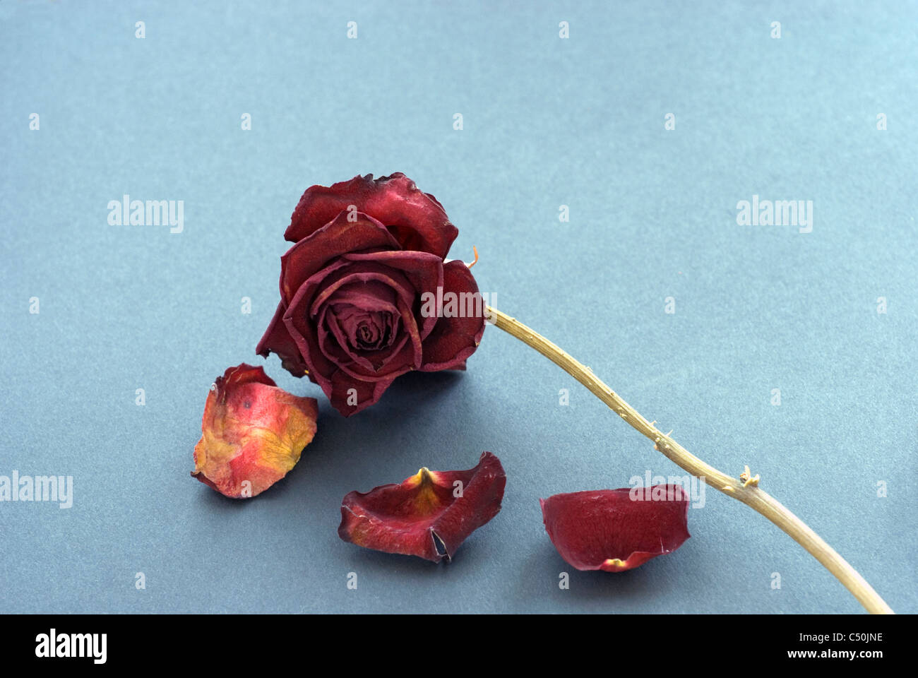 Dried and dessicated rose flower Stock Photo