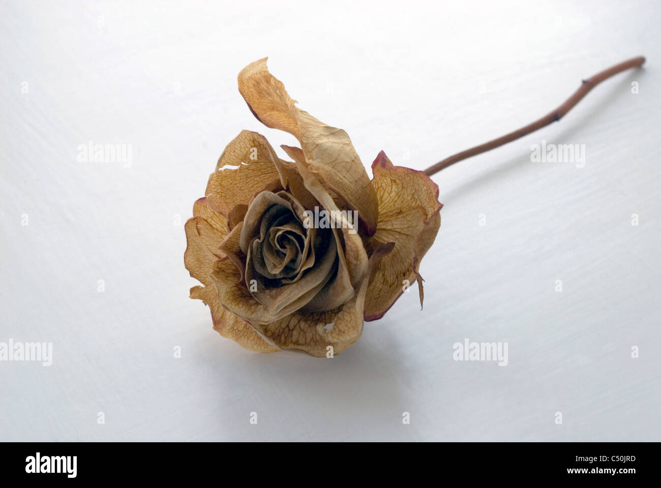Dried and dessicated rose flower Stock Photo