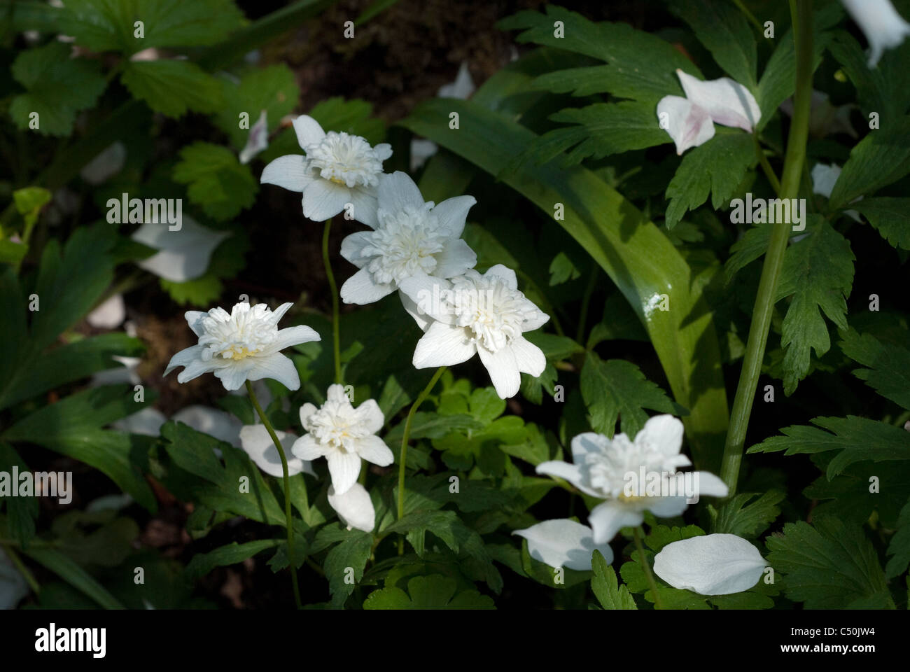 Double wood anemone hires stock photography and images Alamy