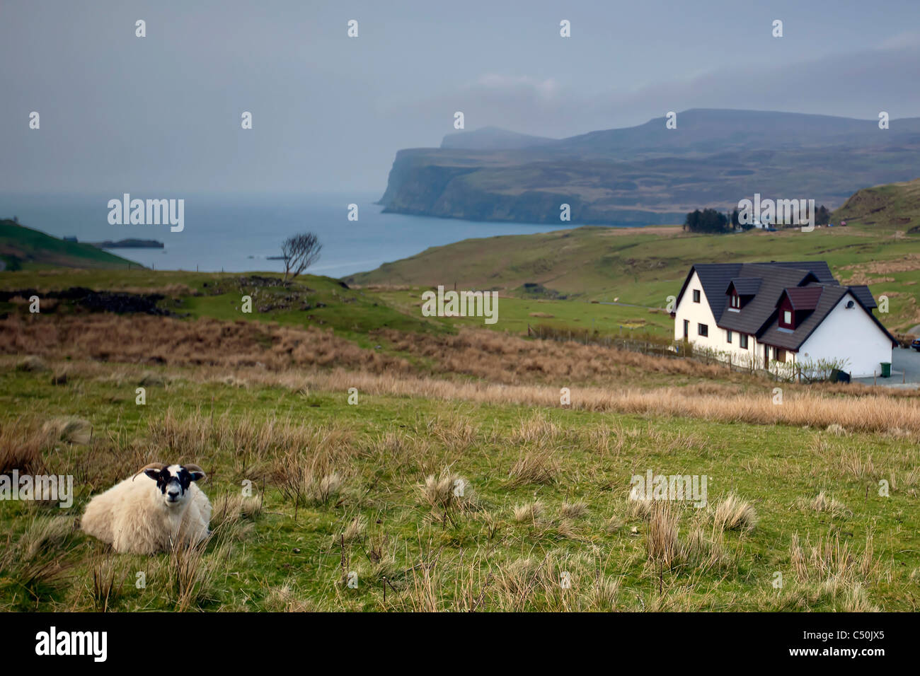 Sheeps in Scotland Stock Photo