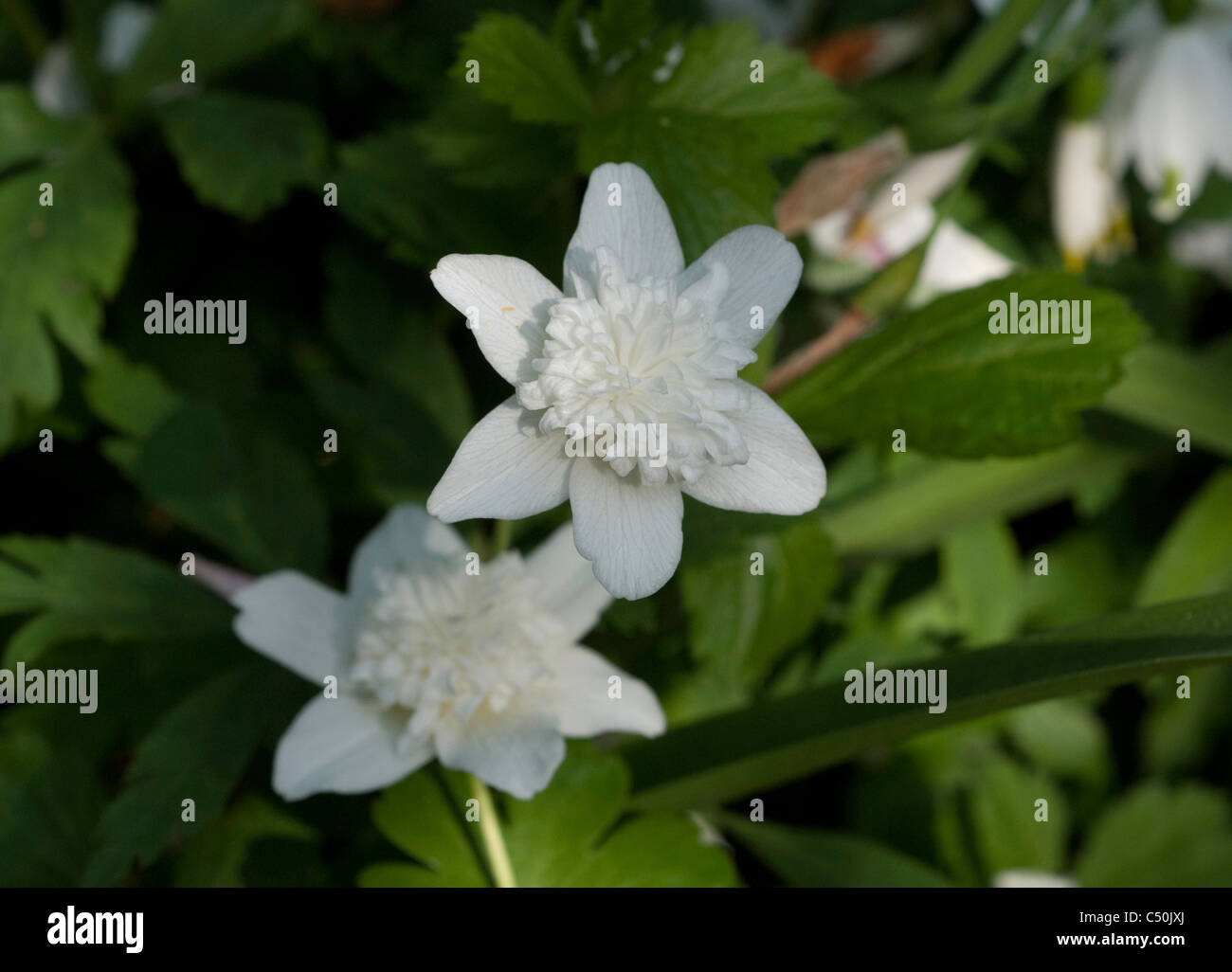 Double wood anemone hires stock photography and images Alamy
