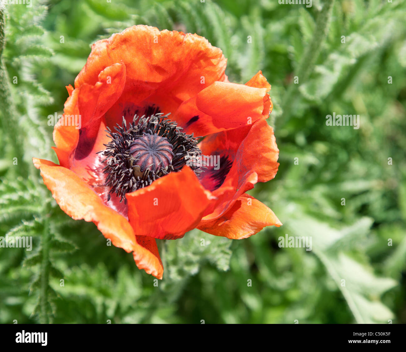 Close up shot of tender poppy flower. Stock Photo