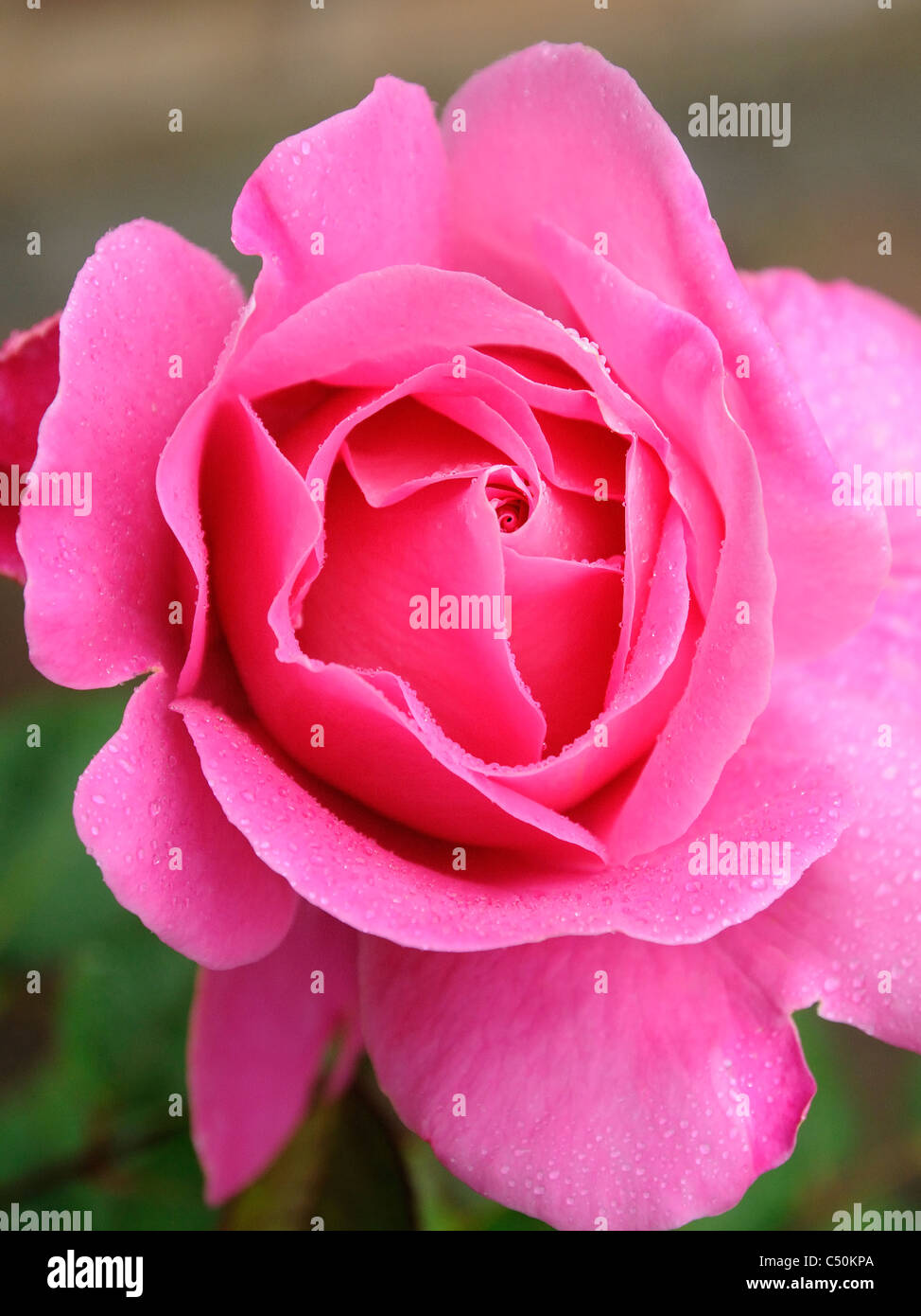Raindrop Rose Flowers Pink The Pink Roses Petal In The Rain Drops. The