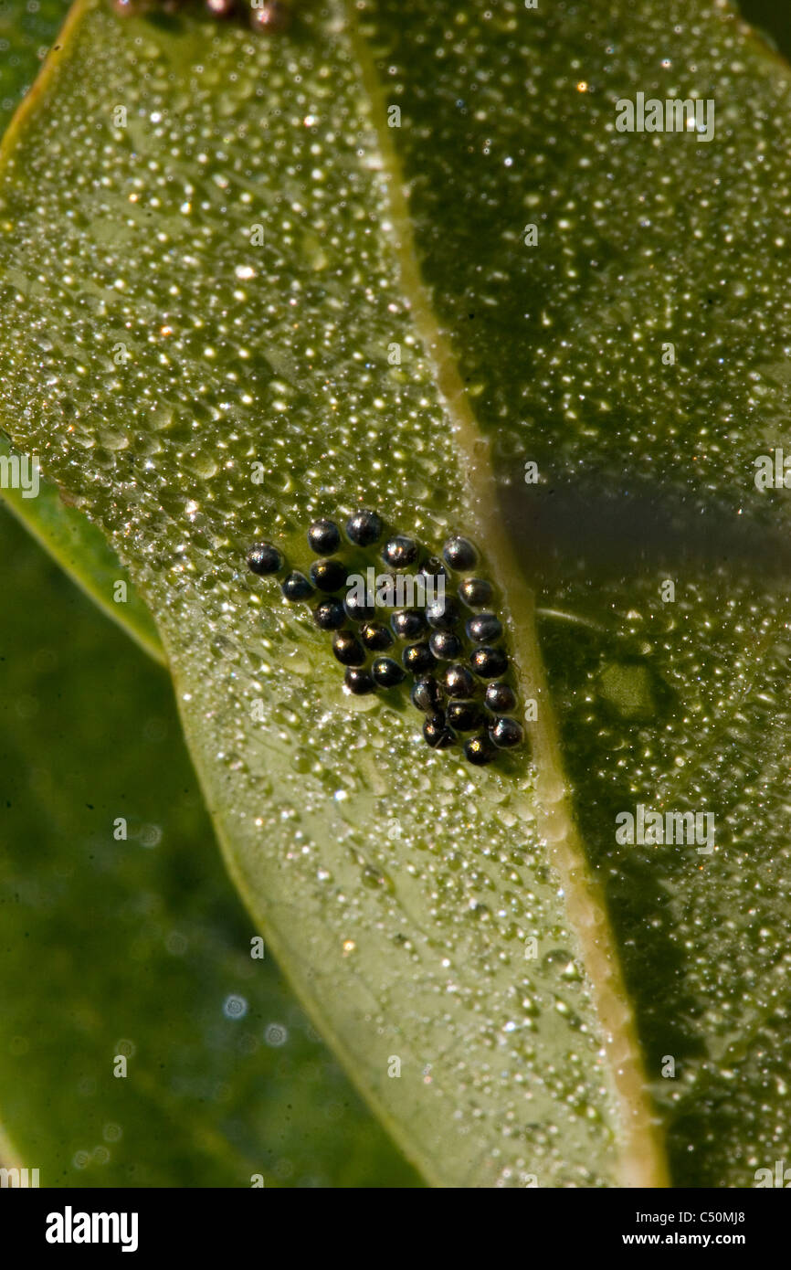 Insect eggs on bottom of leaf with dew Stock Photo Alamy