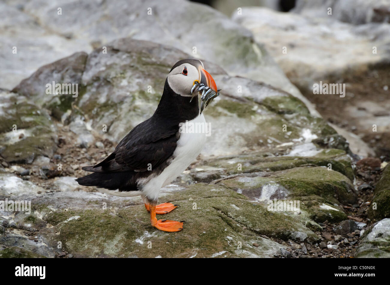 Atlantic Puffin holding sand eels. Stock Photo