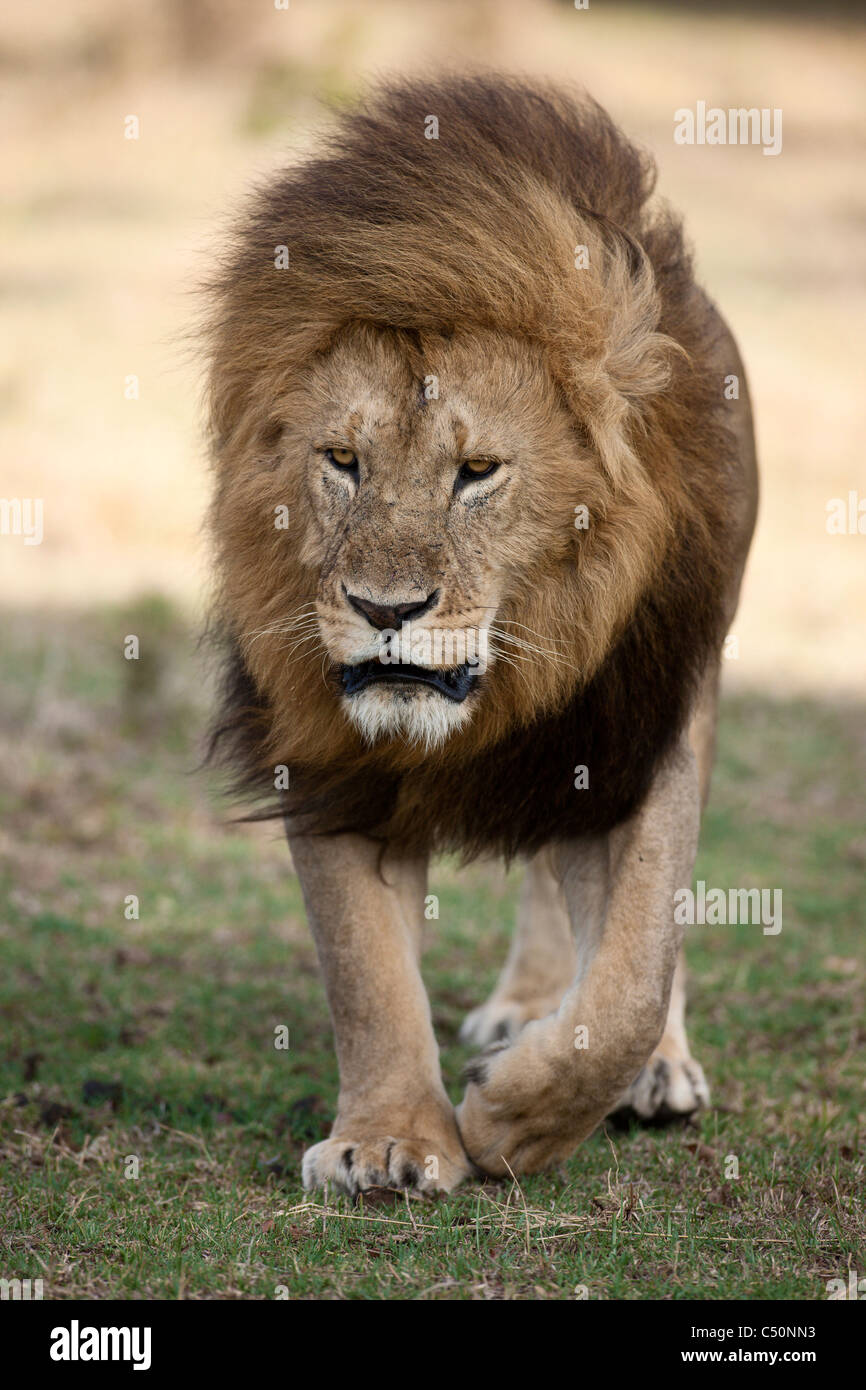 Masai male lion hi-res stock photography and images - Alamy