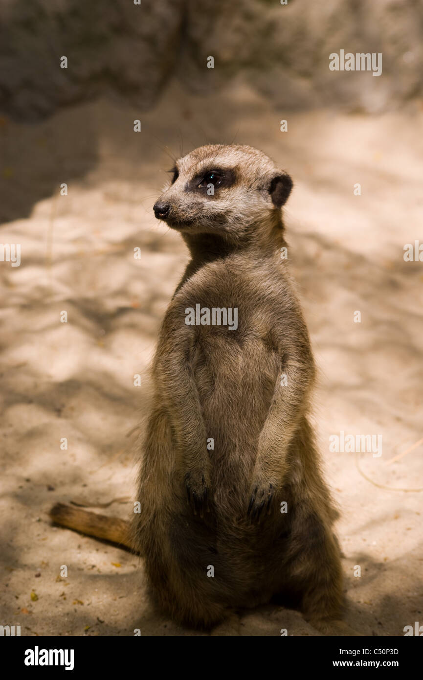 MEERKAT ON SENTRY DUTY STANDING Stock Photo