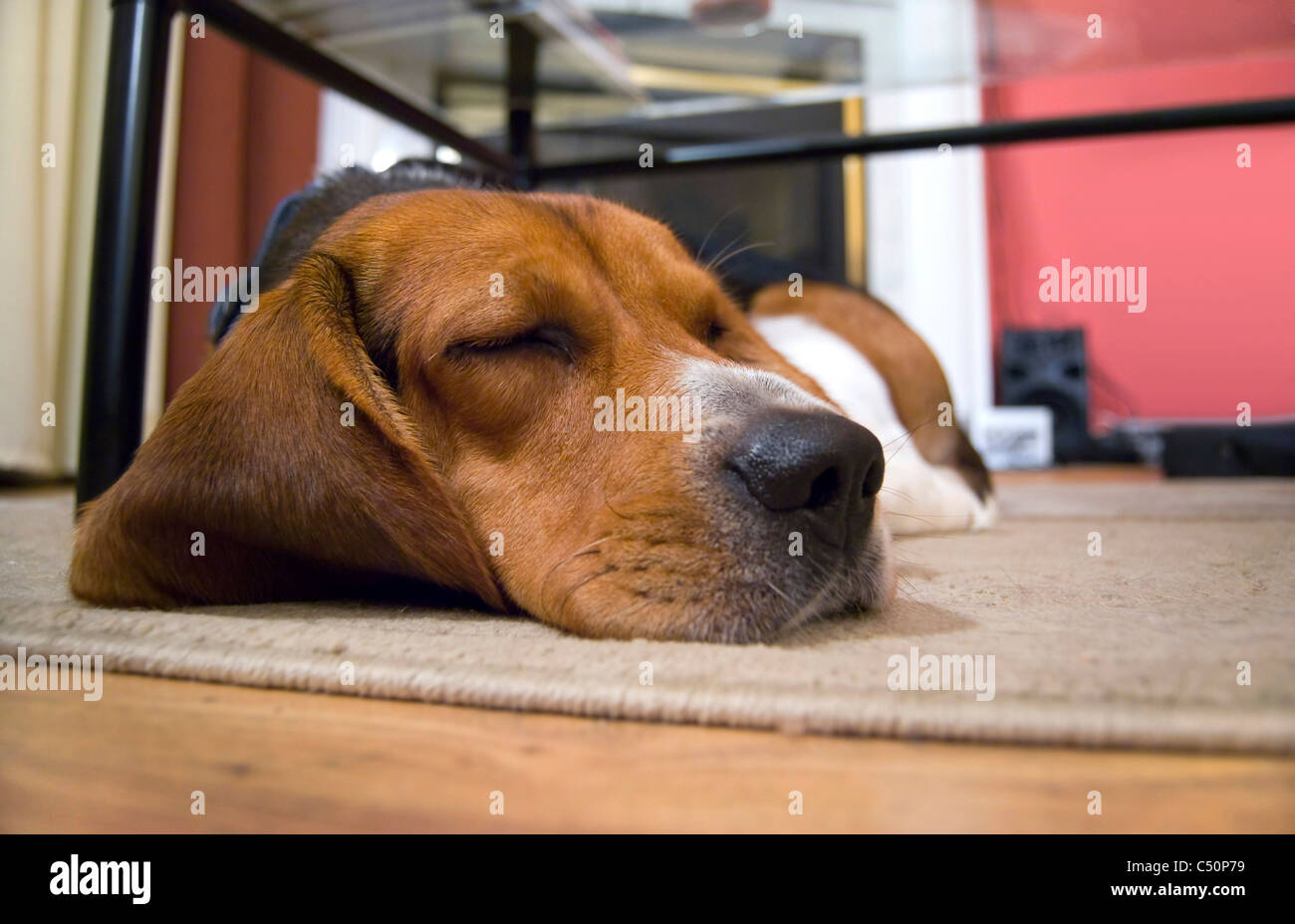 A young beagle dog sleeping on the floor Stock Photo Alamy