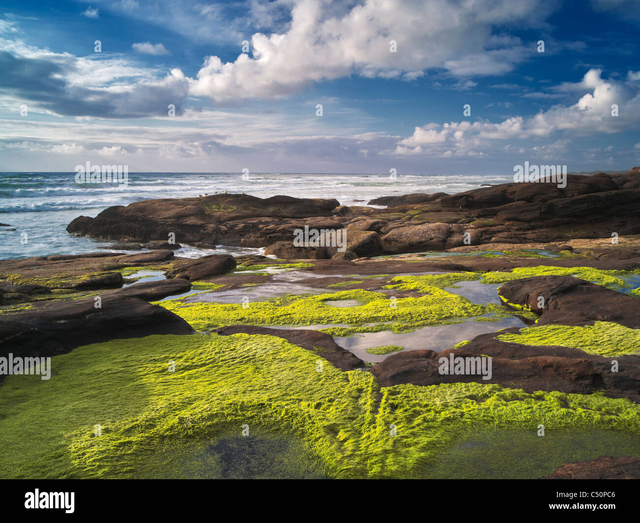 Sea Grass and ocean. Smelt Sands State Park, Oregon Stock Photo - Alamy