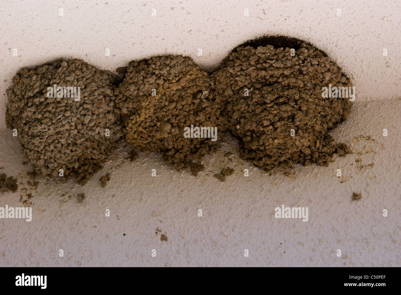 THREE HOUSE MARTIN BIRDS NESTS ON A WALL IN SPAIN Stock Photo Alamy