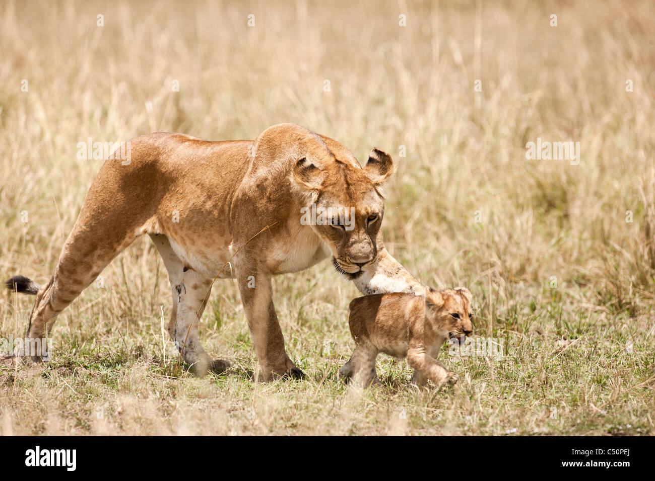 A lioness swipes her young cub to keep her from straying. Masai Mara, Kenya. Stock Photo