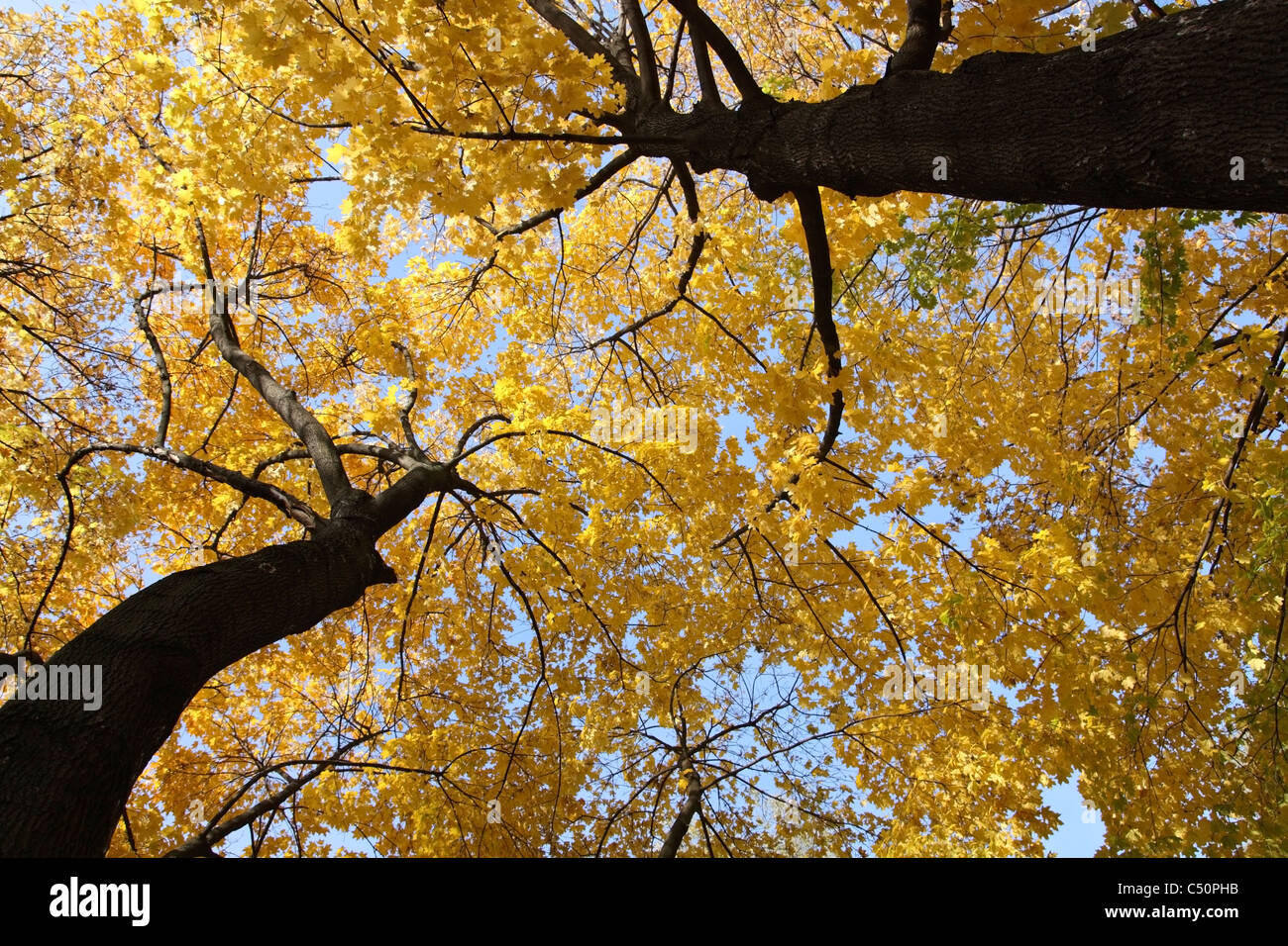 Autumn maples with yellow leaves against the sky Stock Photo - Alamy