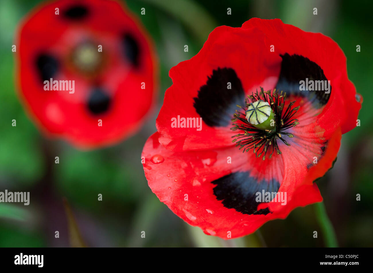 Papaver commutatum ladybird poppy Stock Photo