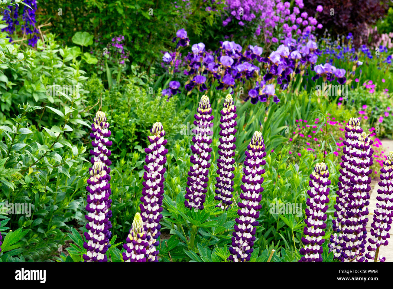 Lupinen und Schwertlilien in einem Beet, Lupines and iris Stock Photo