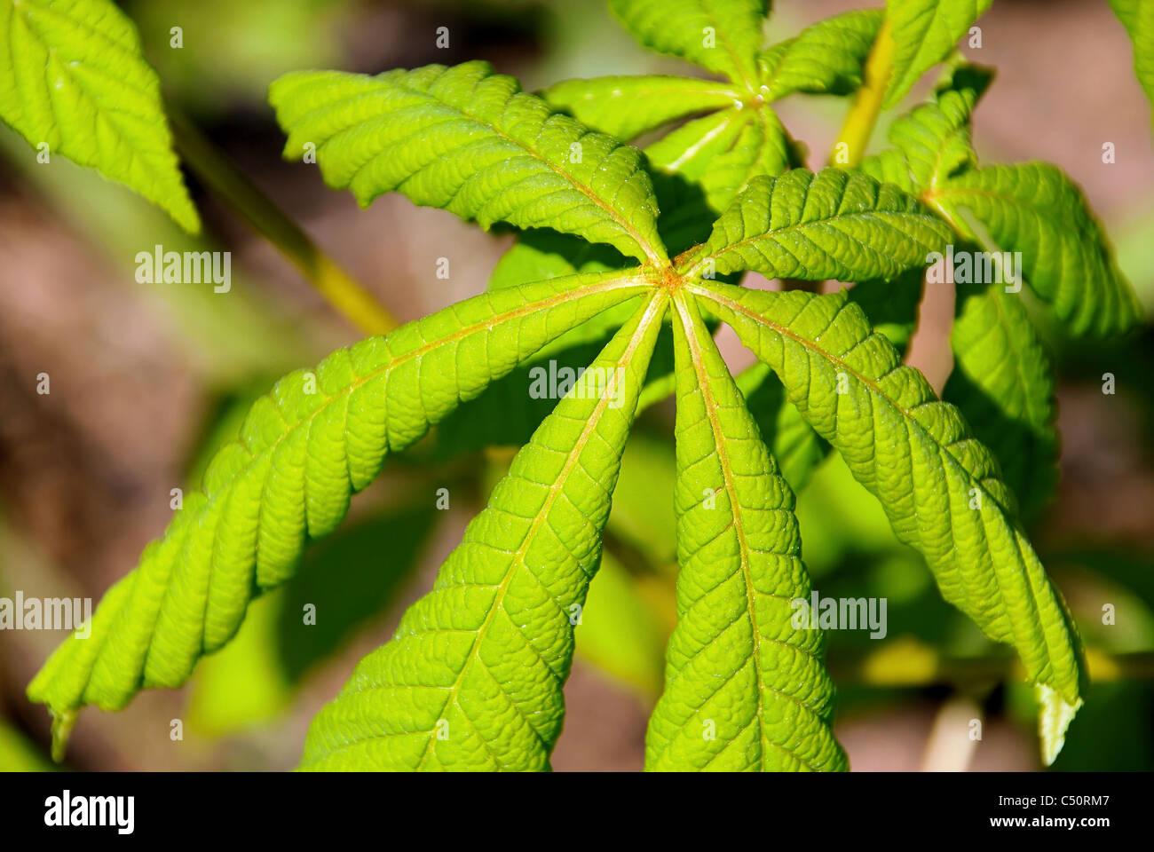 Kastanienlaub - buckeye leaf cluster 03 Stock Photo