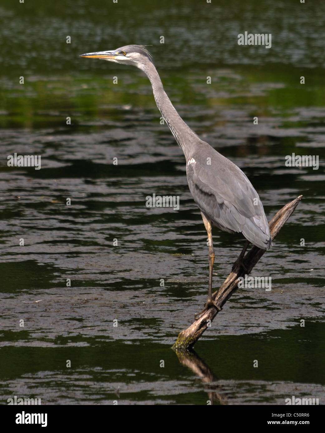 A single Grey Heron perched above water Stock Photo