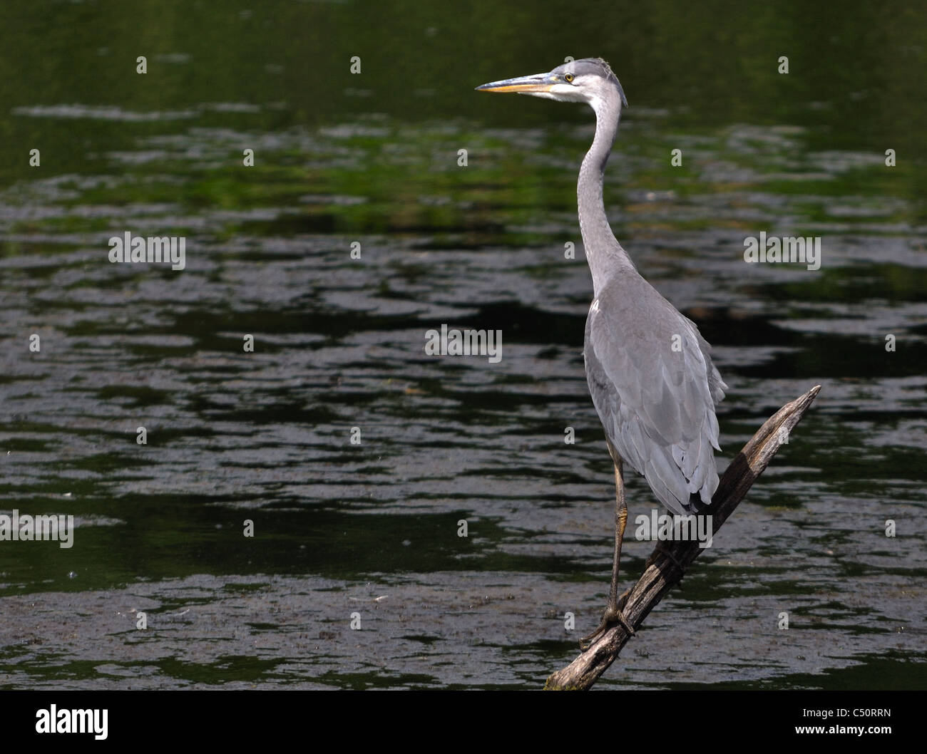 A single Grey Heron perched above water Stock Photo