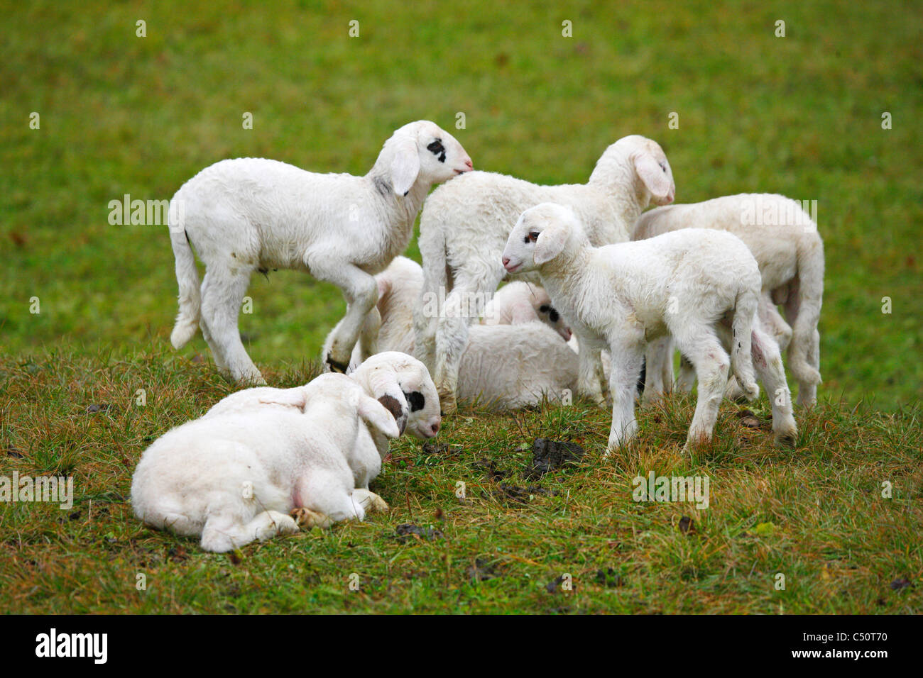 Baby lamb Stock Photo