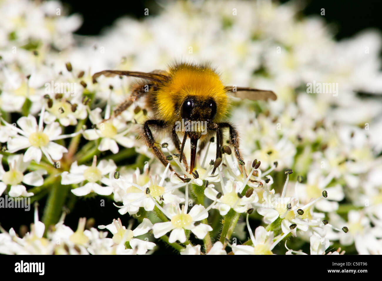 Common Carder Bee Bombus agrorum adult feeding on Hogweed flowers Stock Photo