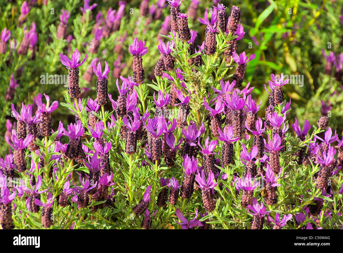 Schopf-Lavendel - French Lavender 03 Stock Photo