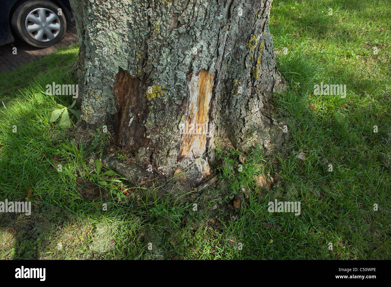 Trunk of horse chestnut tree infected by the bacteria Pseudomonas syringae pv. aesculi Stock Photo