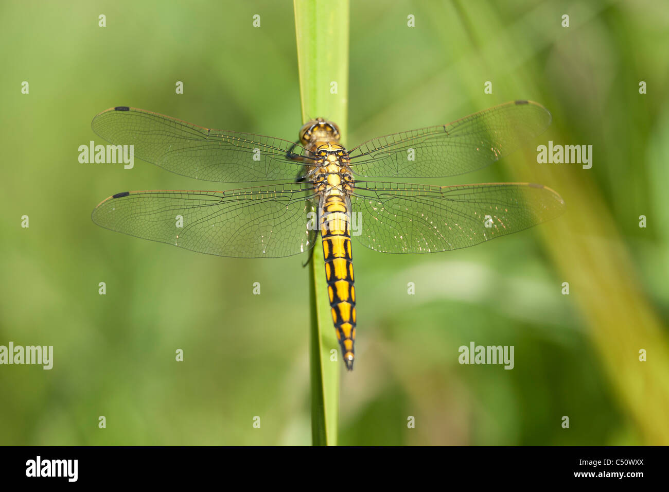 dragonfly on a blade of grass Stock Photo - Alamy
