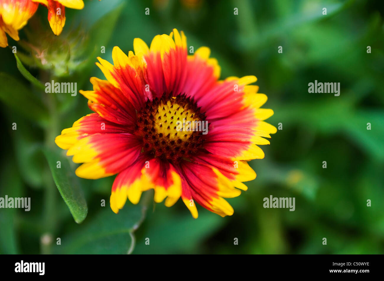 Firewheel flower petals Stock Photo