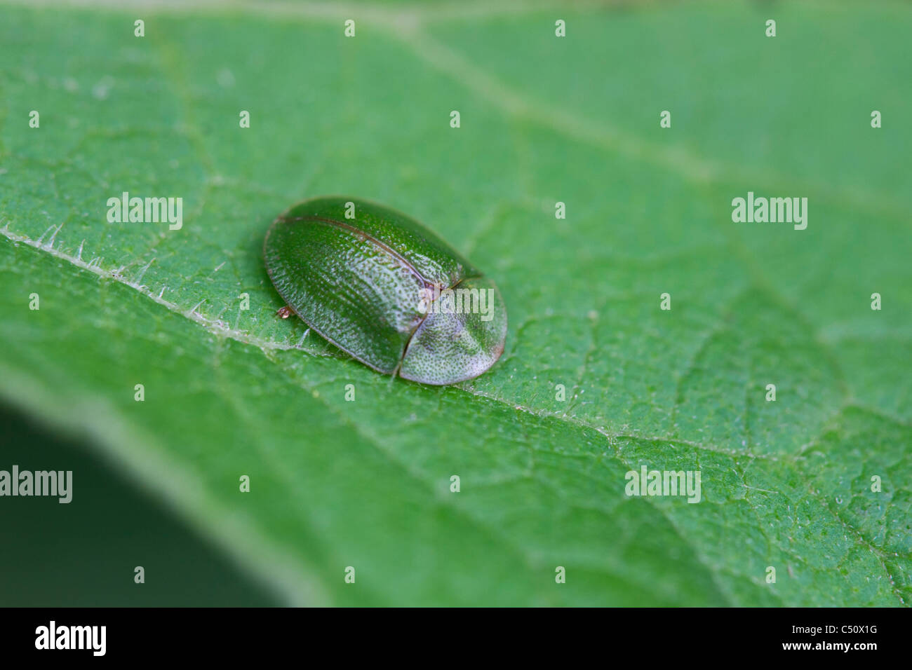 Tortoise Beetle Cassida viridis adult beetle at rest on a leaf Stock Photo