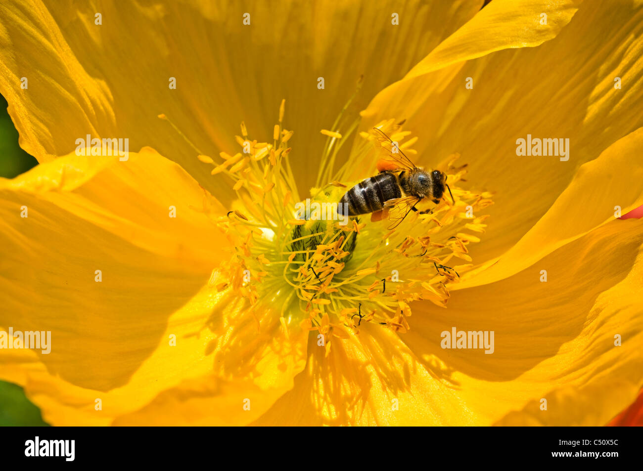 Large tropical flowers with honeybee Stock Photo