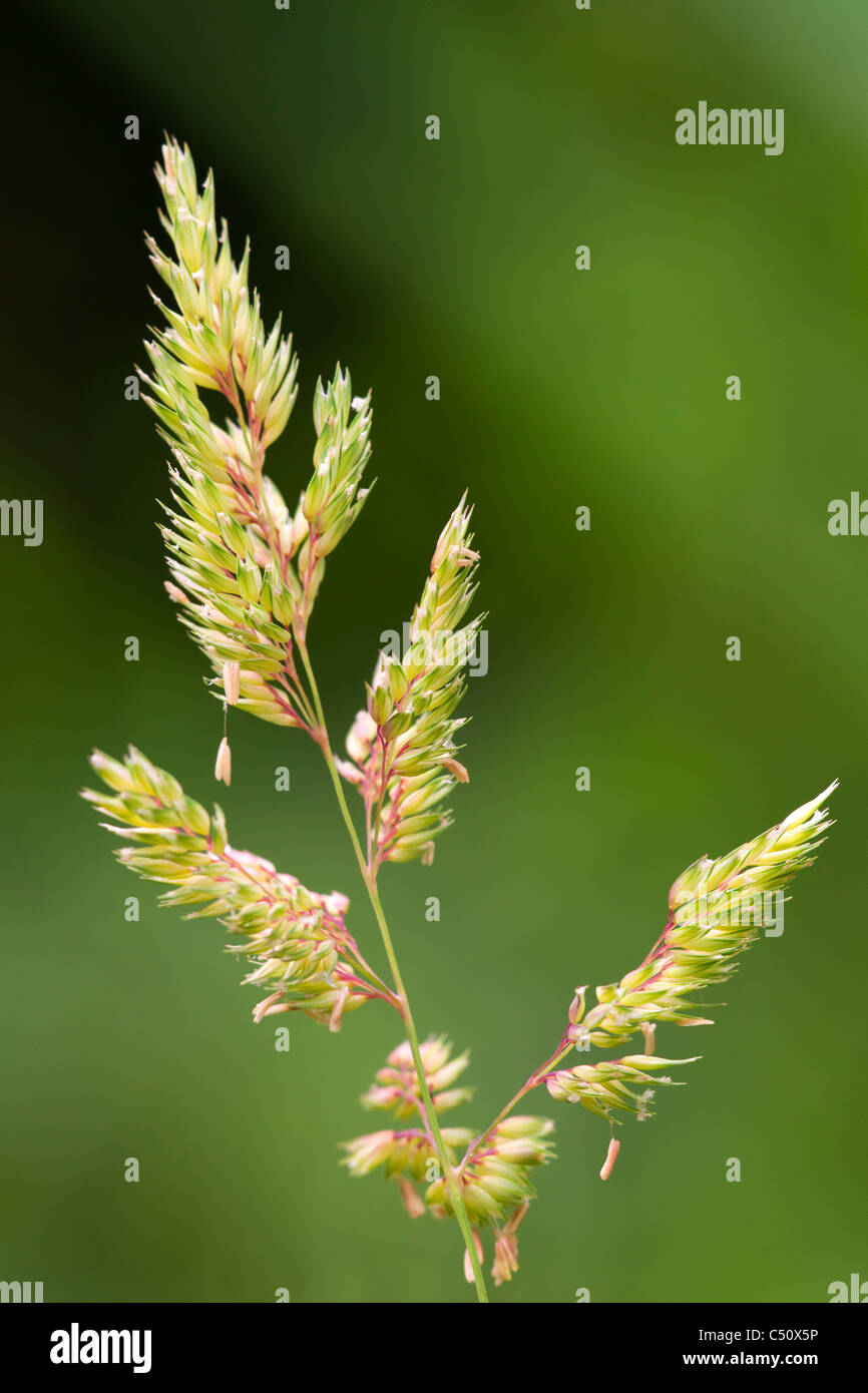 Grass grass seed hi-res stock photography and images - Alamy