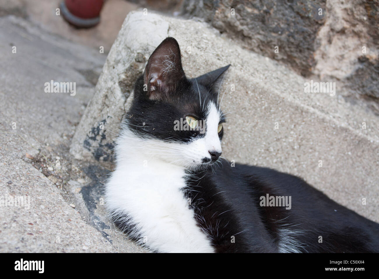 portrait of a black and white cat Stock Photo - Alamy