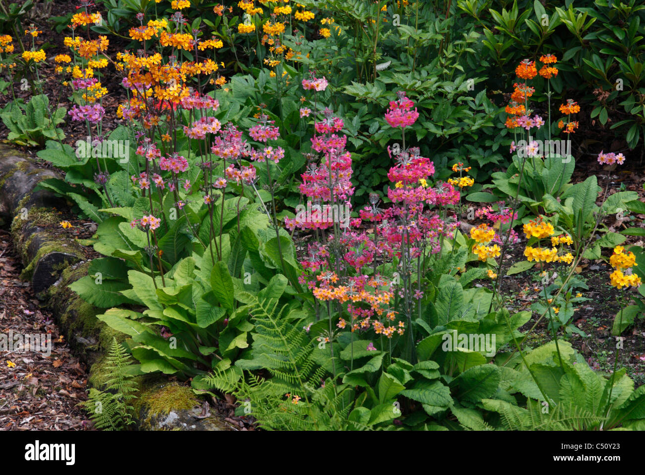 Candelabra Primulas (Primula bulleyana) in shady woodland garden Stock Photo