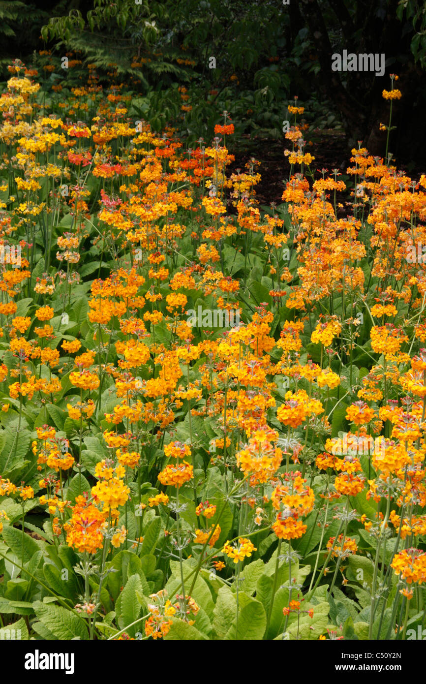 Orange and yellow Candelabra Primulas (Primula bulleyana) in woodland garden Stock Photo