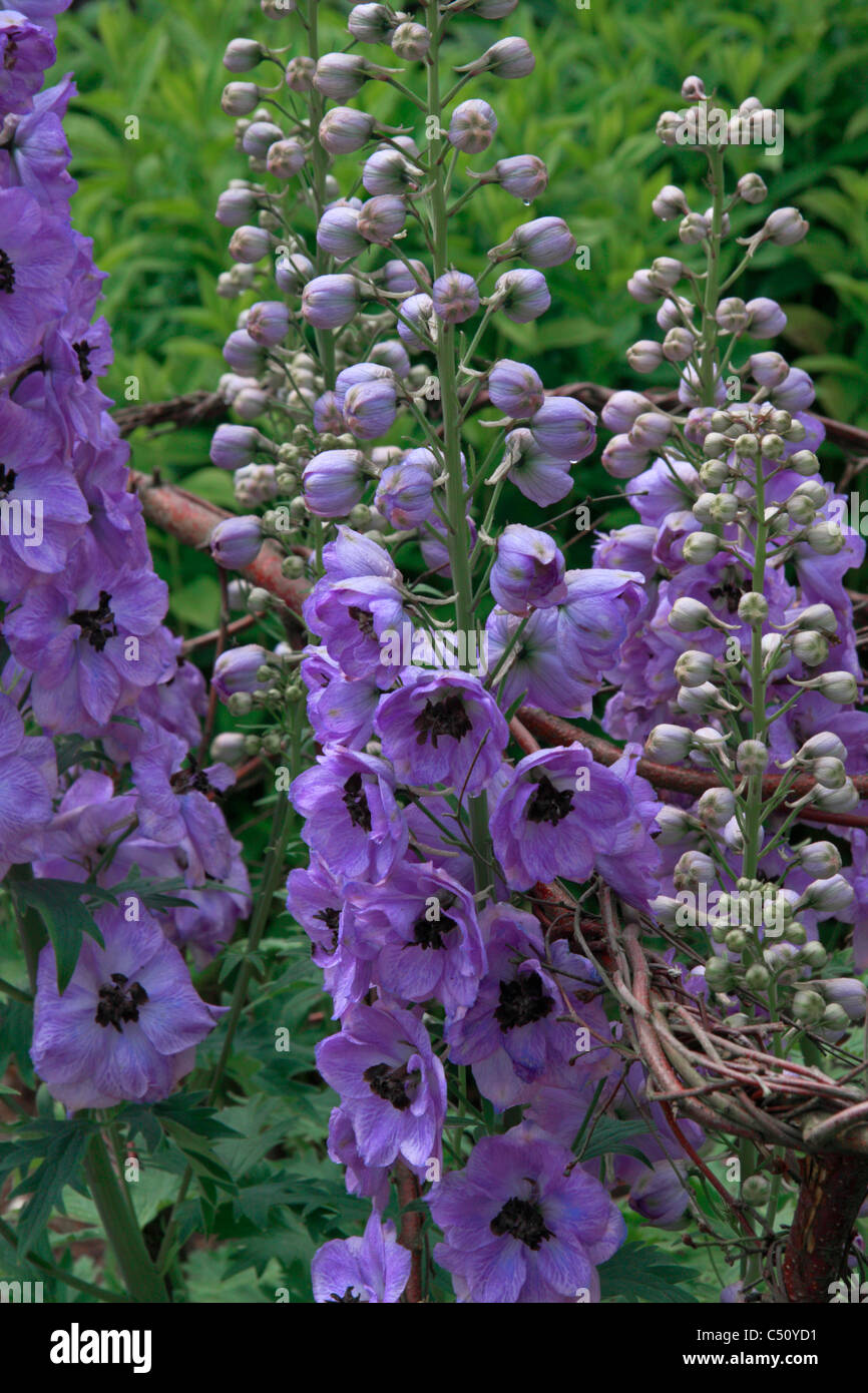 Delphinium plants supported by twigs Stock Photo