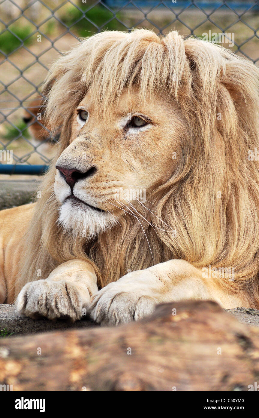 White lion male hi-res stock photography and images - Alamy