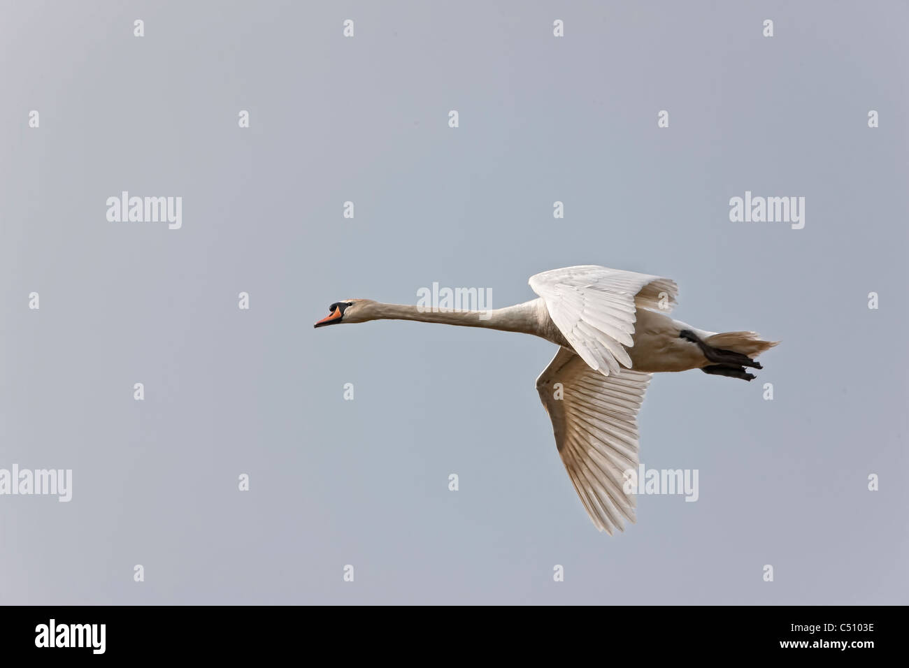 Mute Swan (Cygnus olor) in flight at Shapwick Heath Stock Photo Alamy