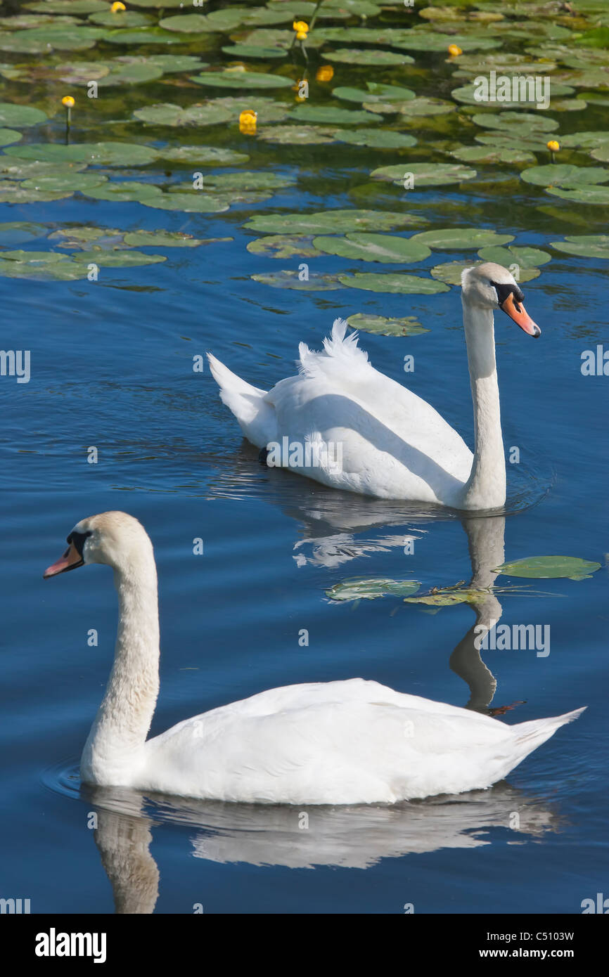 Mute swans (Cygnus olor) among water lilies at Shapwick Heath Stock Photo