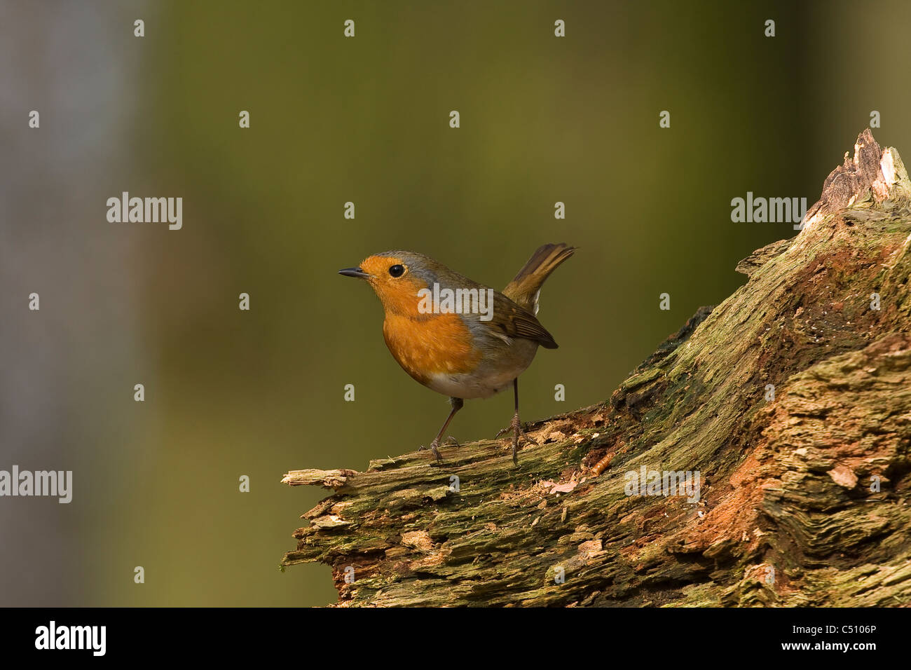 British bird Robin.  Standing on log alert. Stock Photo