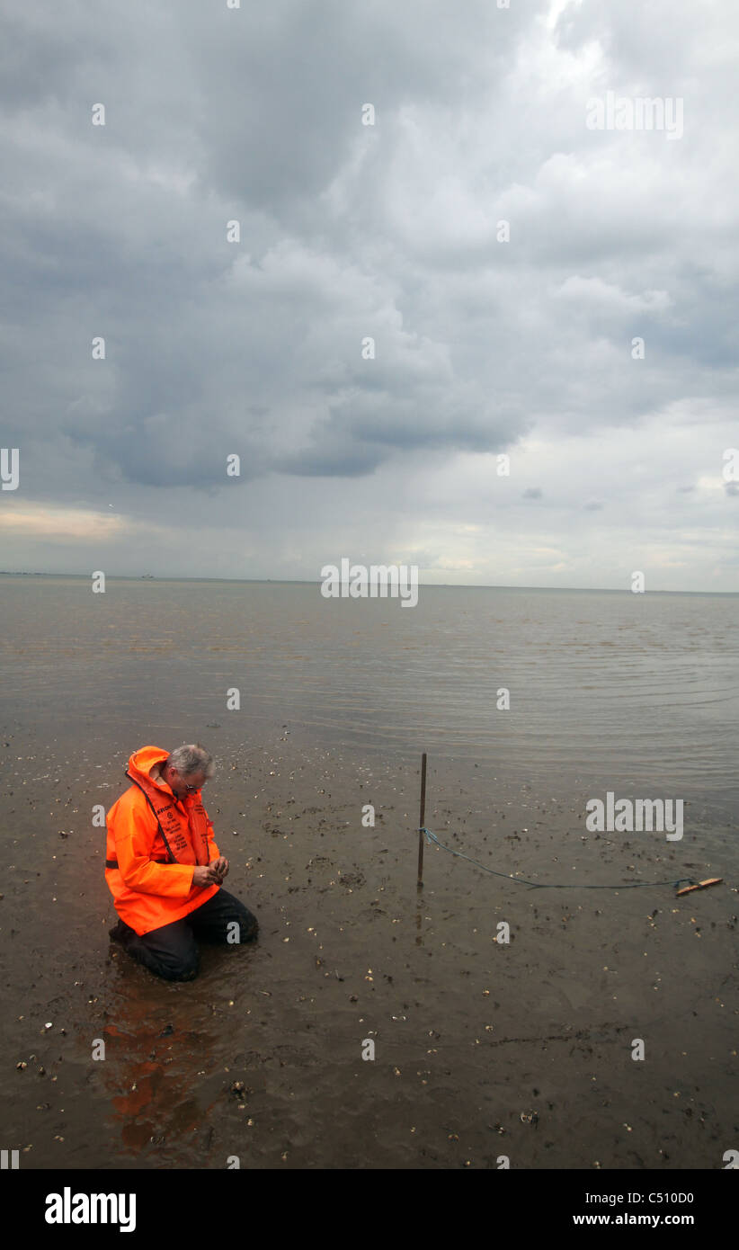 An Eastern Inshore Fisheries and Conservation Officer (EIFCA) inspects a cockle bed within the Wash Estuary. Stock Photo