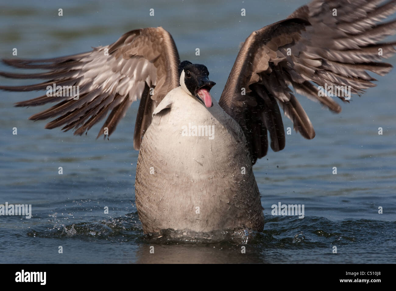 Canada Black goose preening and bathing Stock Photo