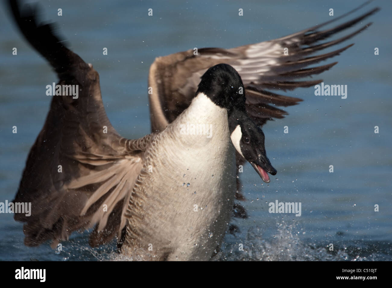 Canada Black goose preening and bathing Stock Photo