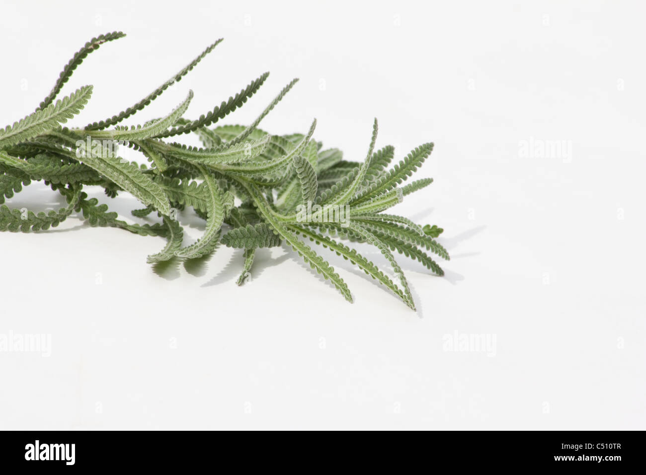 Lavender cuttings on white background Stock Photo
