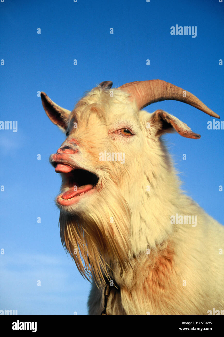 Funny Goat Bleating With Blue Sky Background Stock Photo Alamy Funny Goat Bleating With Blue Sky Background Stock Photo Alamy