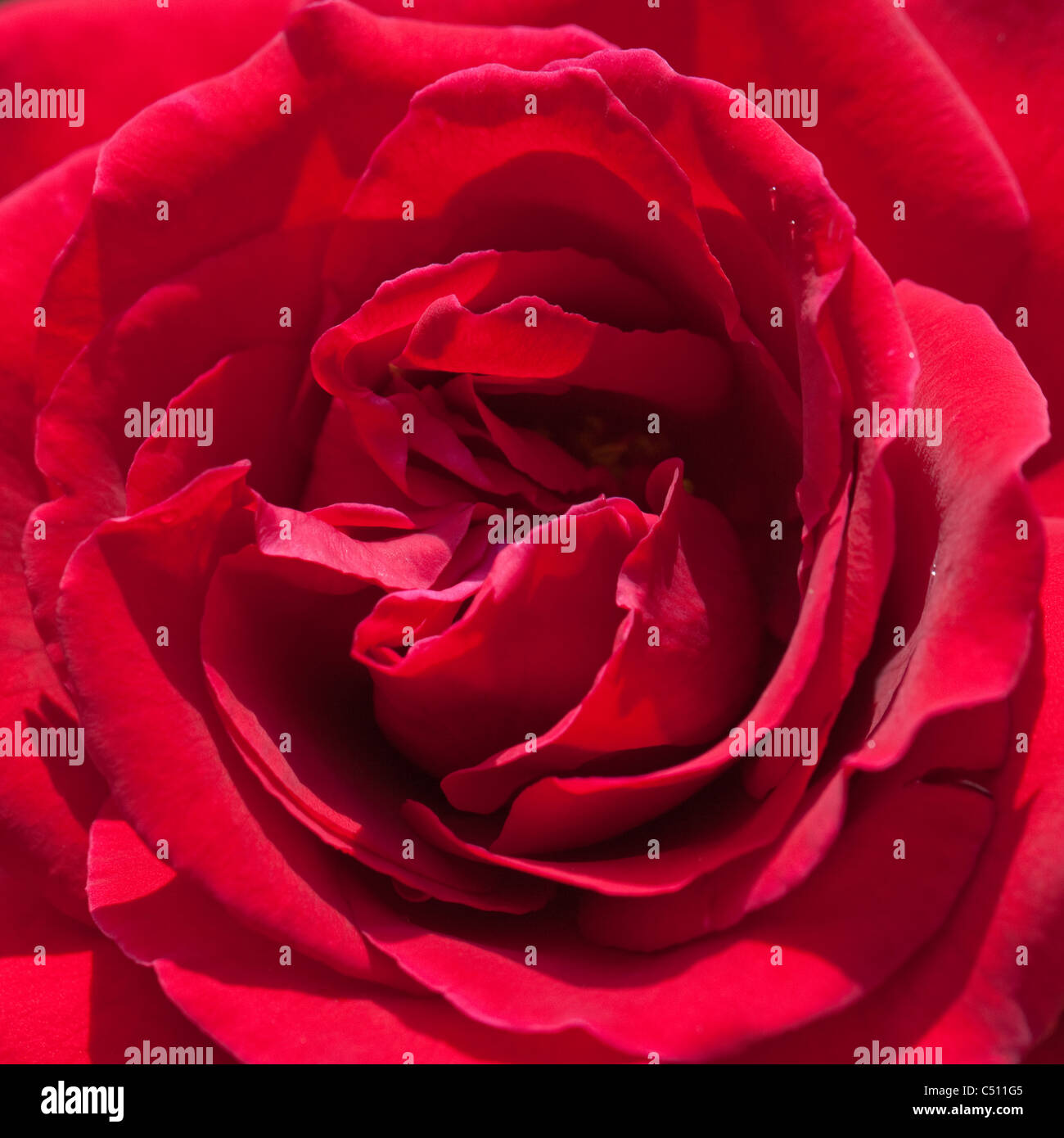 Rose rosa royal william hi-res stock photography and images - Alamy