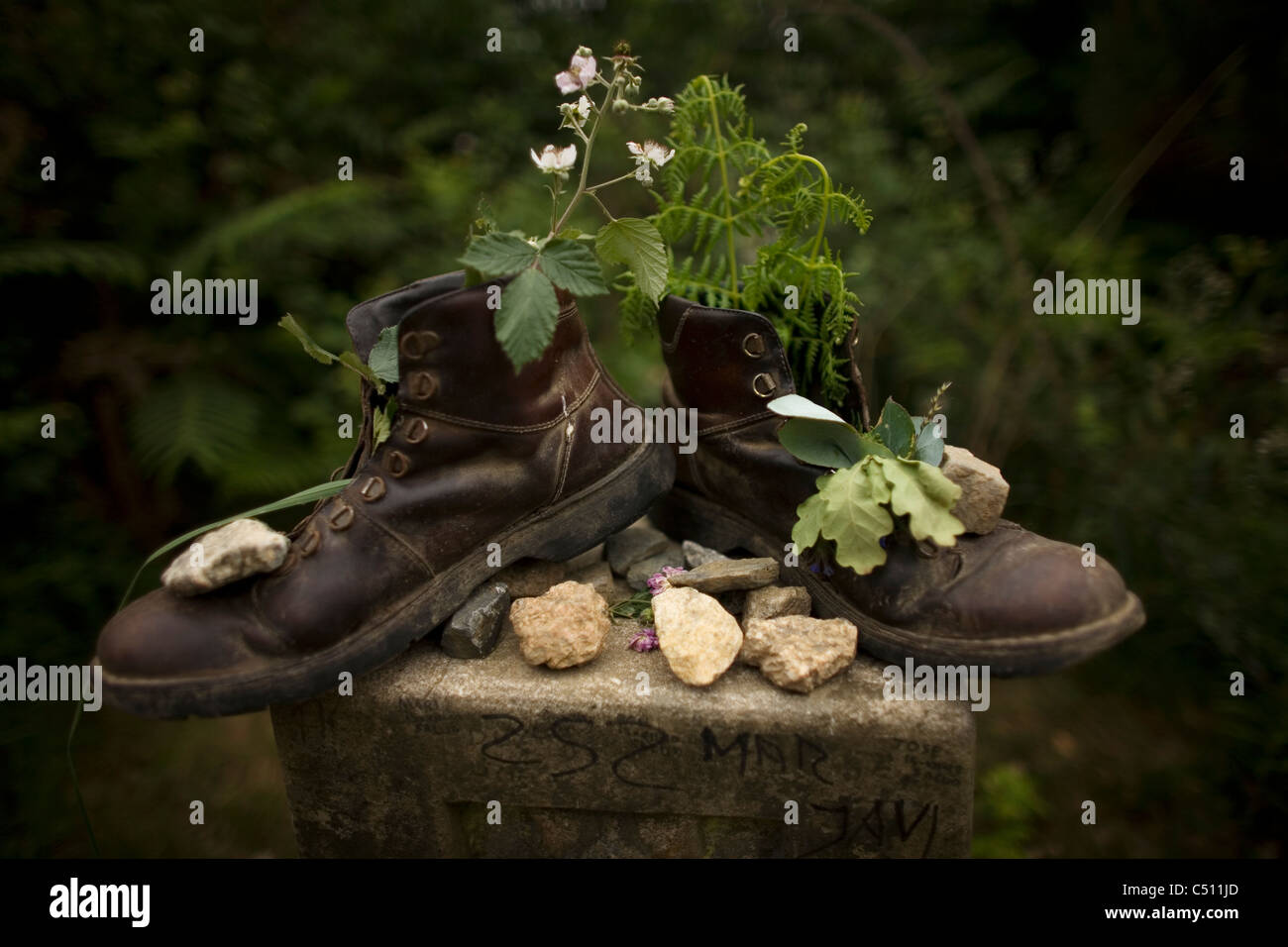 Old boots filled with flowers and plants placed on a boundary stone in the French Way of St. James Way, Galicia, Spain Stock Photo