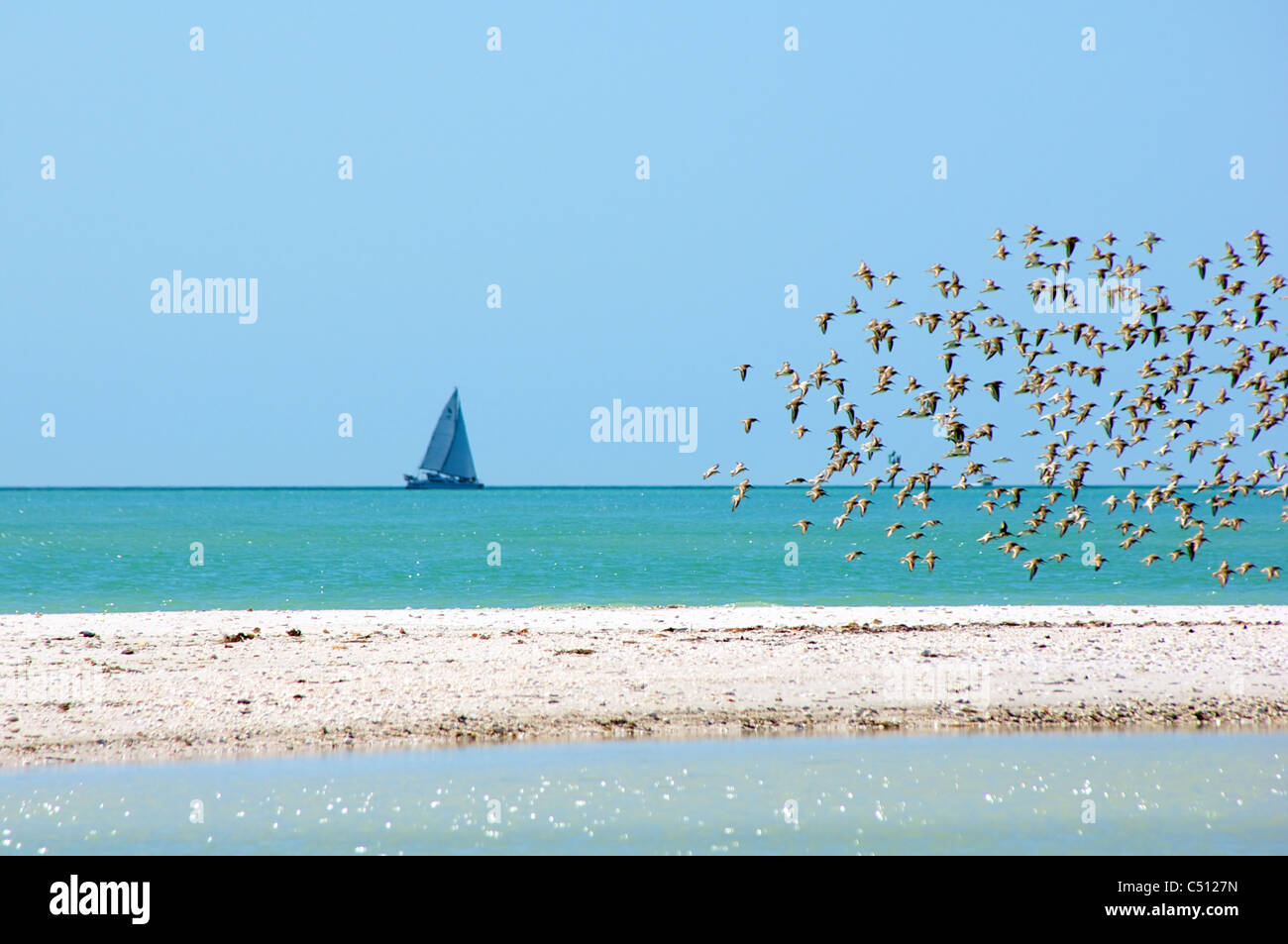 A flock of terns fly low over exposed sandbars in the gulf of mexico, a sailboat can be seen on
