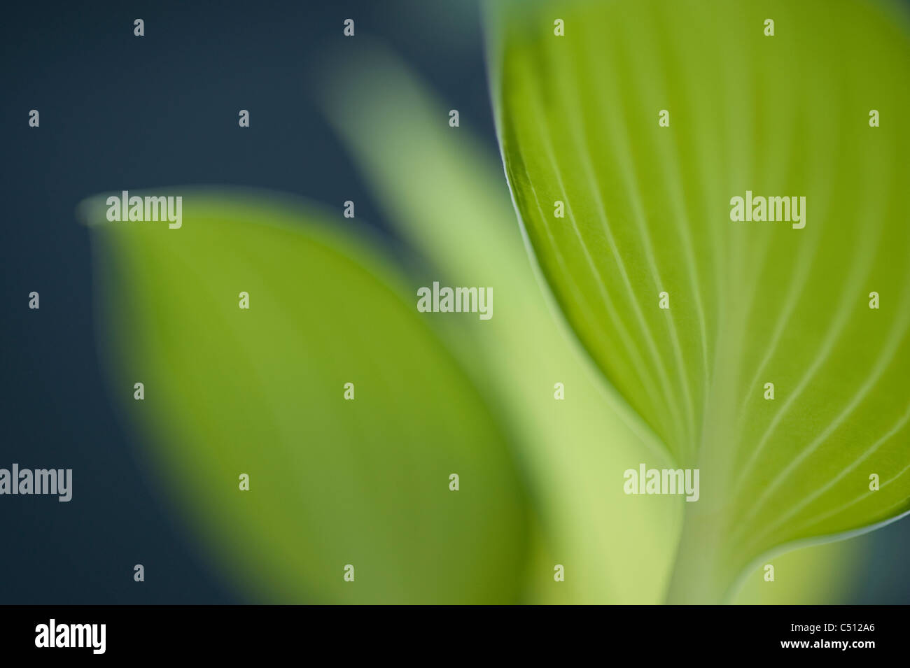 June Plantain Lily close ups Stock Photo
