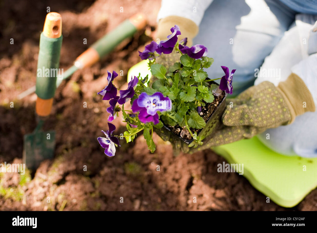 Mature woman gardening in backyard planting flowers and plants Stock ...