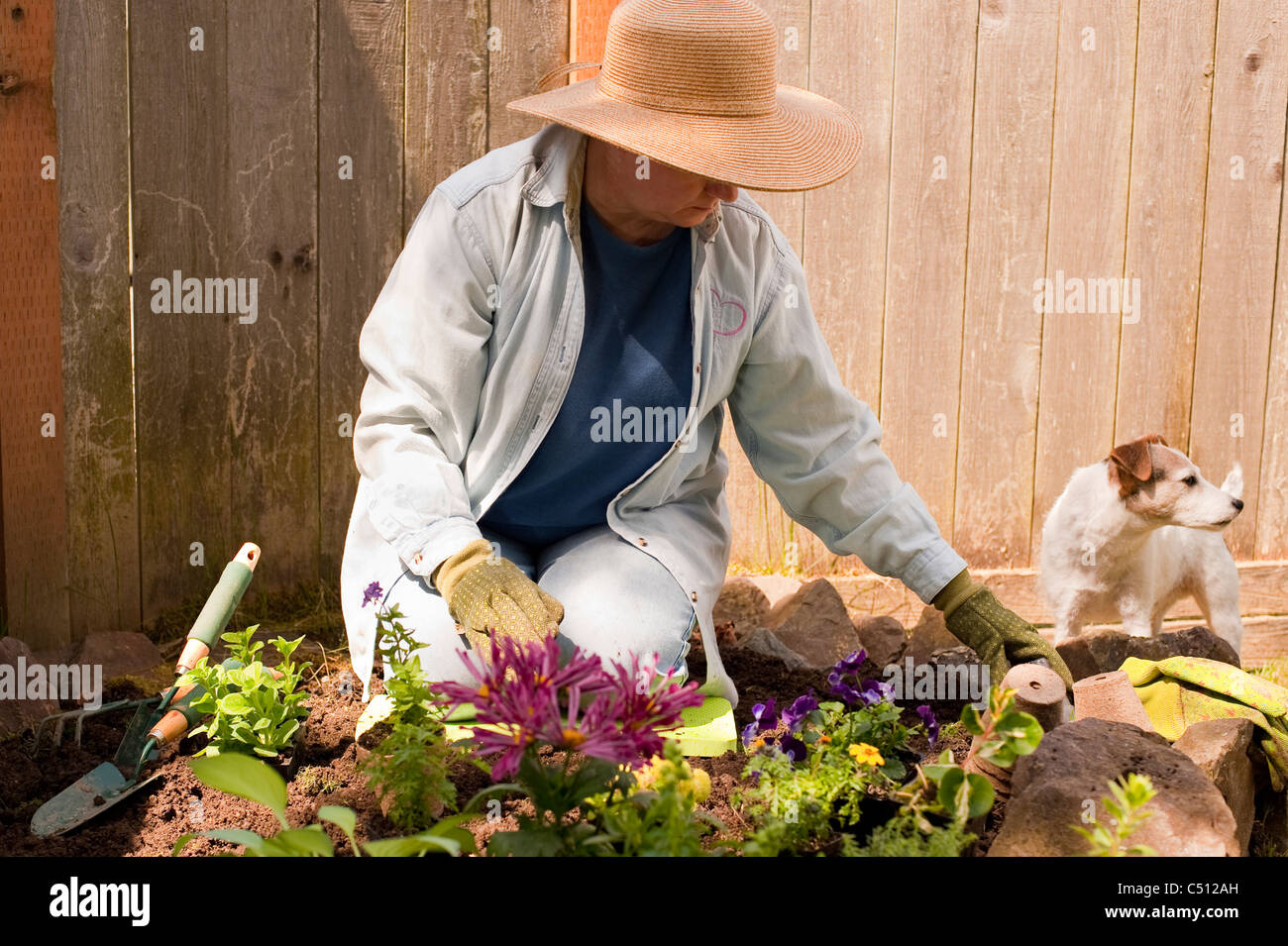 Mature woman gardening in backyard planting flowers and plants Stock ...