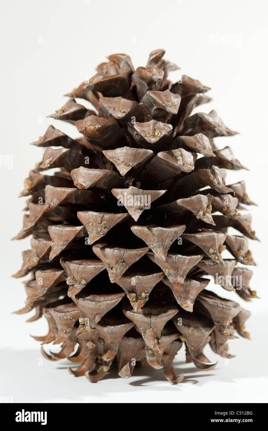Large Pine Cone from a Sequoia indoor studio image Stock Photo